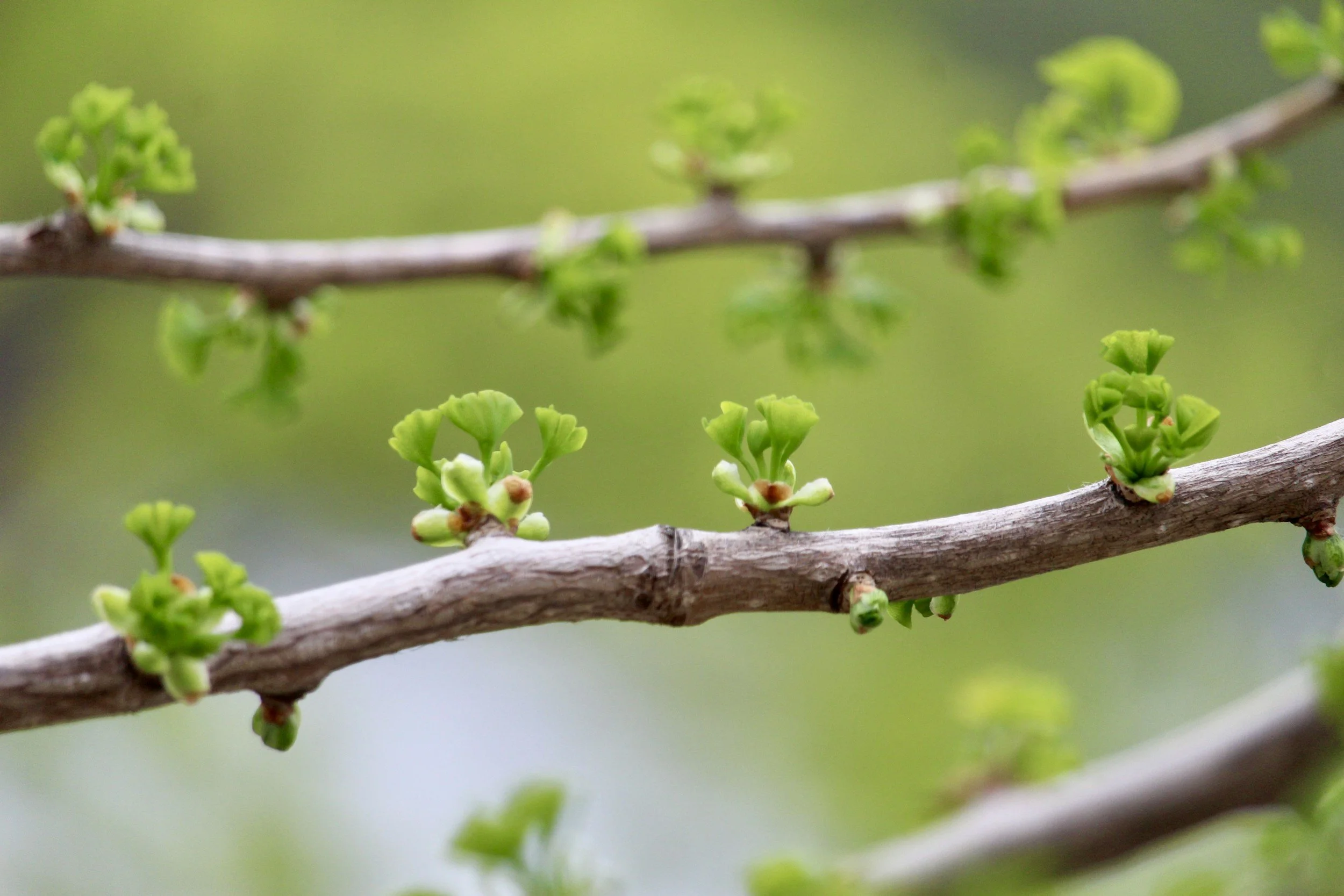 Humbly Changing and Growing in Grace