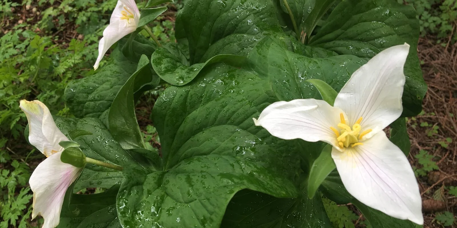 Woods Memorial Park Volunteer Trailwork Event
