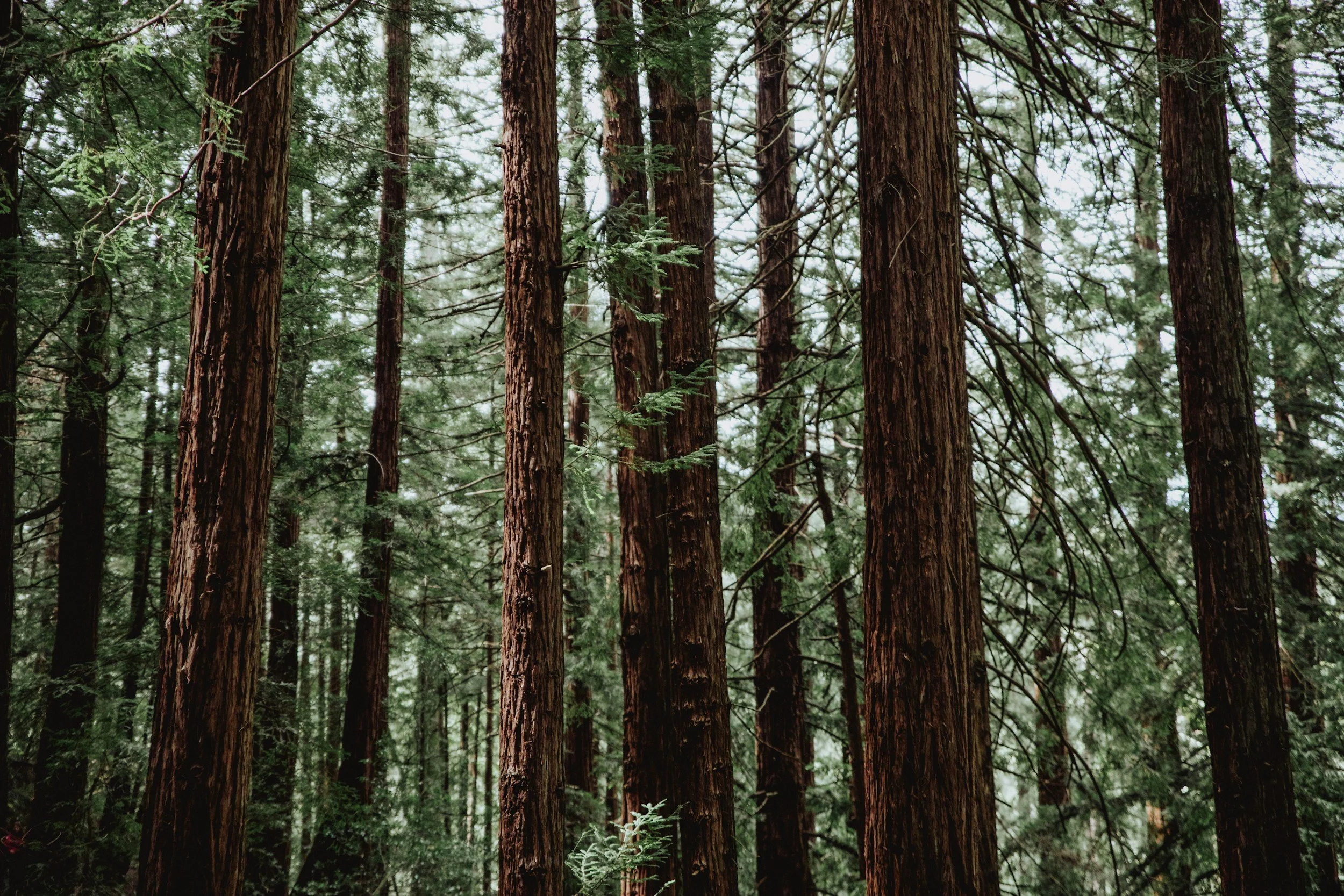 Redwood trees close up
