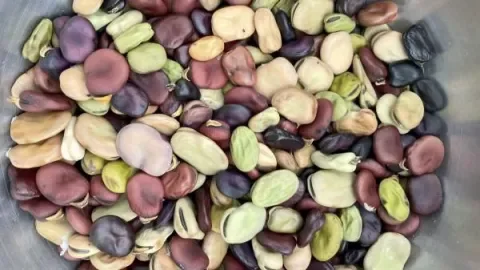 Seed Saving with Spencer Suffling