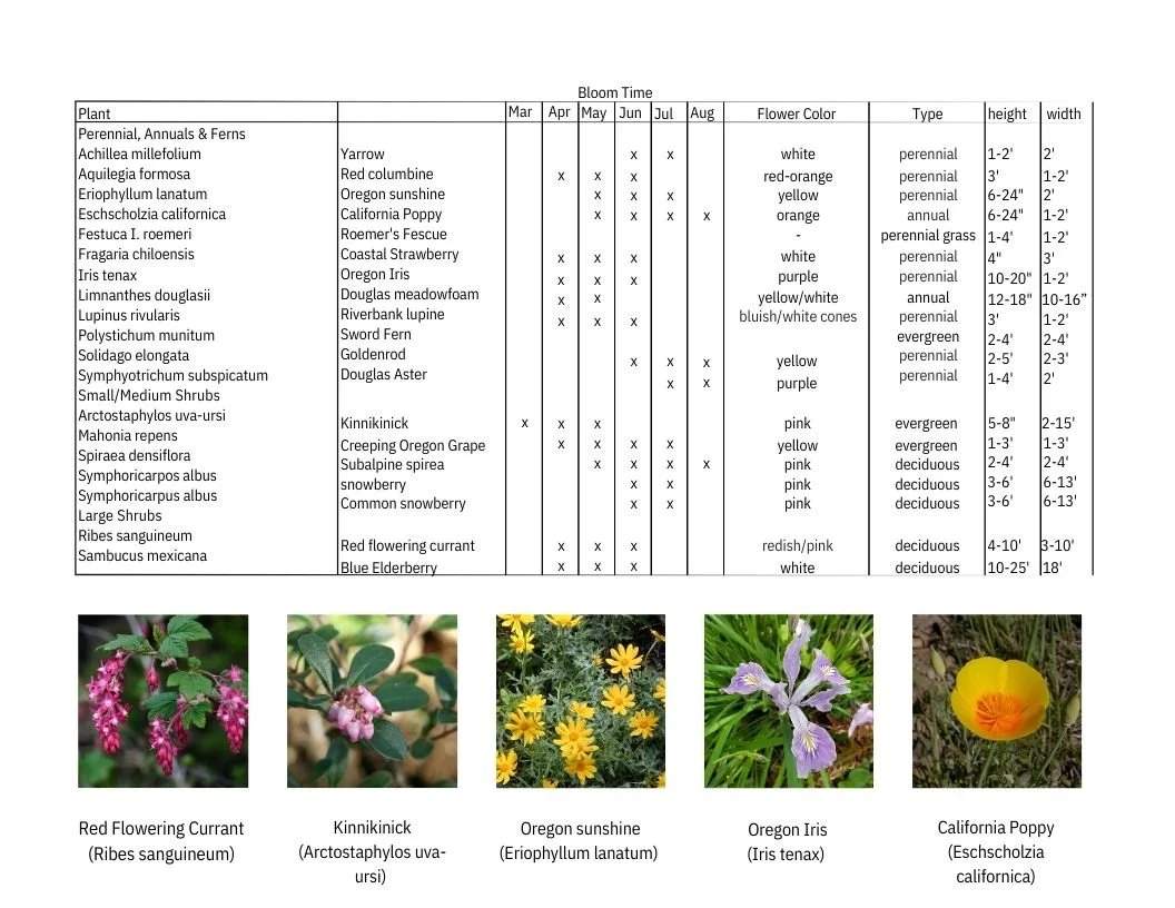 A table displaying blooming times and characteristics of different plants, alongside five photographs of specific plants: red flowering currant, kinnikinick, Oregon sunshine, Oregon iris, and California poppy.