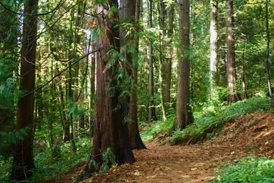 Trees in Gabriel Park