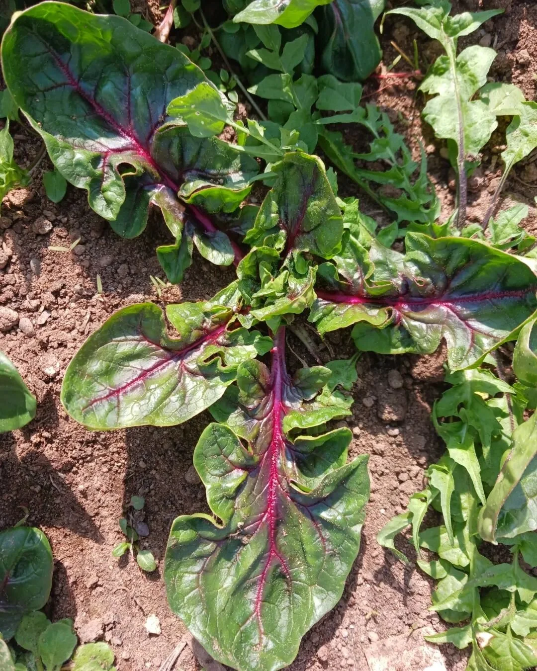 It's Spring! 

The world is coming back alive and our farming routines are ramping up. It's amazing how quickly greens can grow and it's amazing how quickly our bodies get back into action after a quite winter. 

Even the fungi are feeling rambunctio