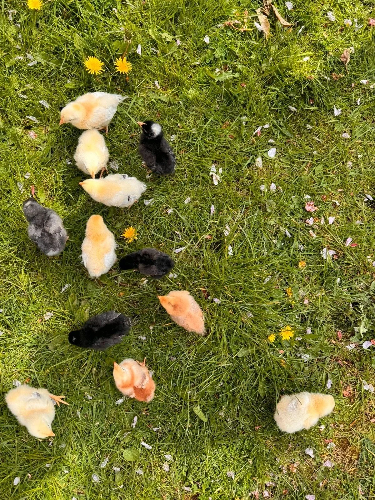 The Promise Co._Meet the Chicks.jpg (Copy)