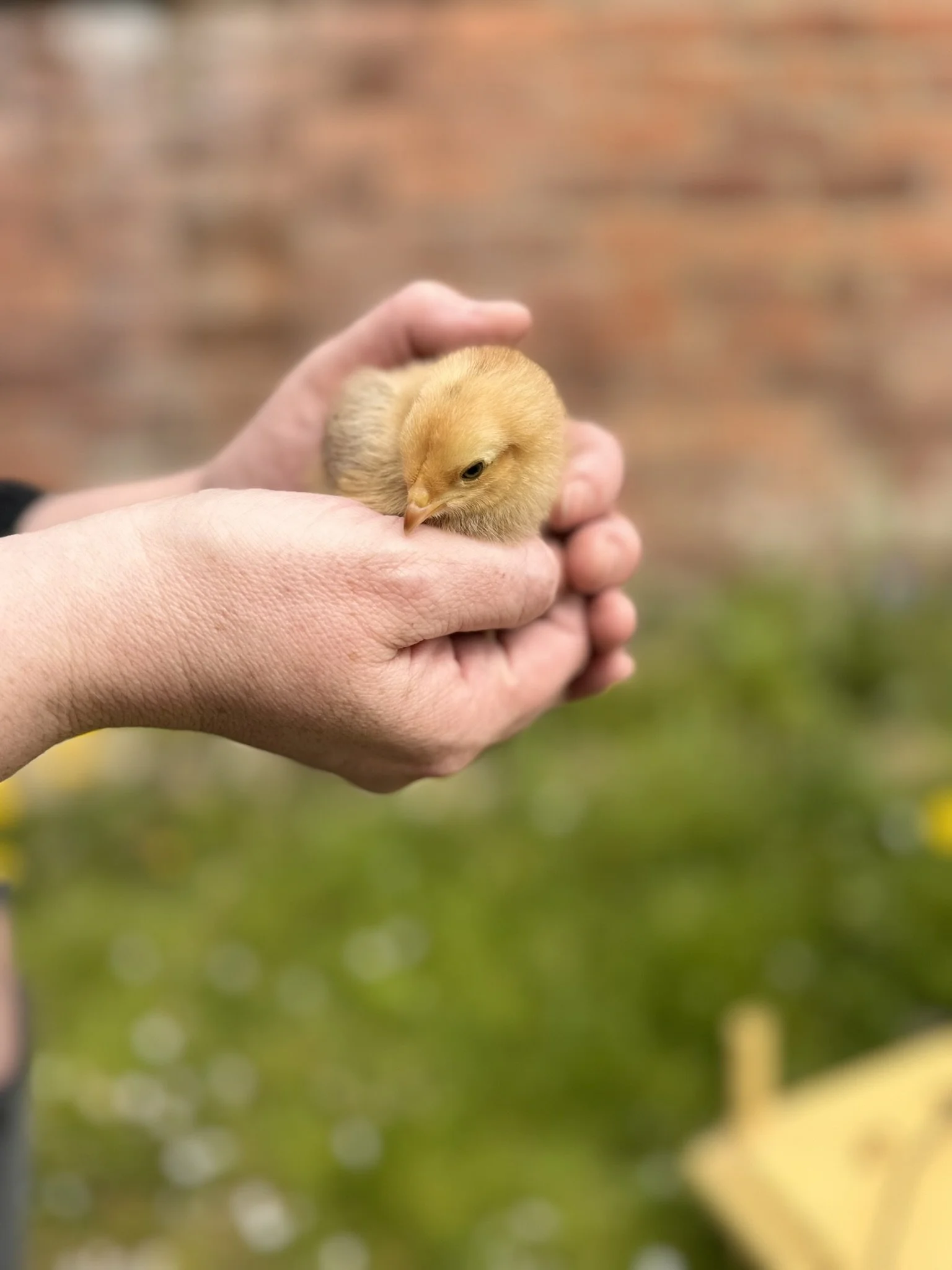 Adult Meet the Chicks.JPEG
