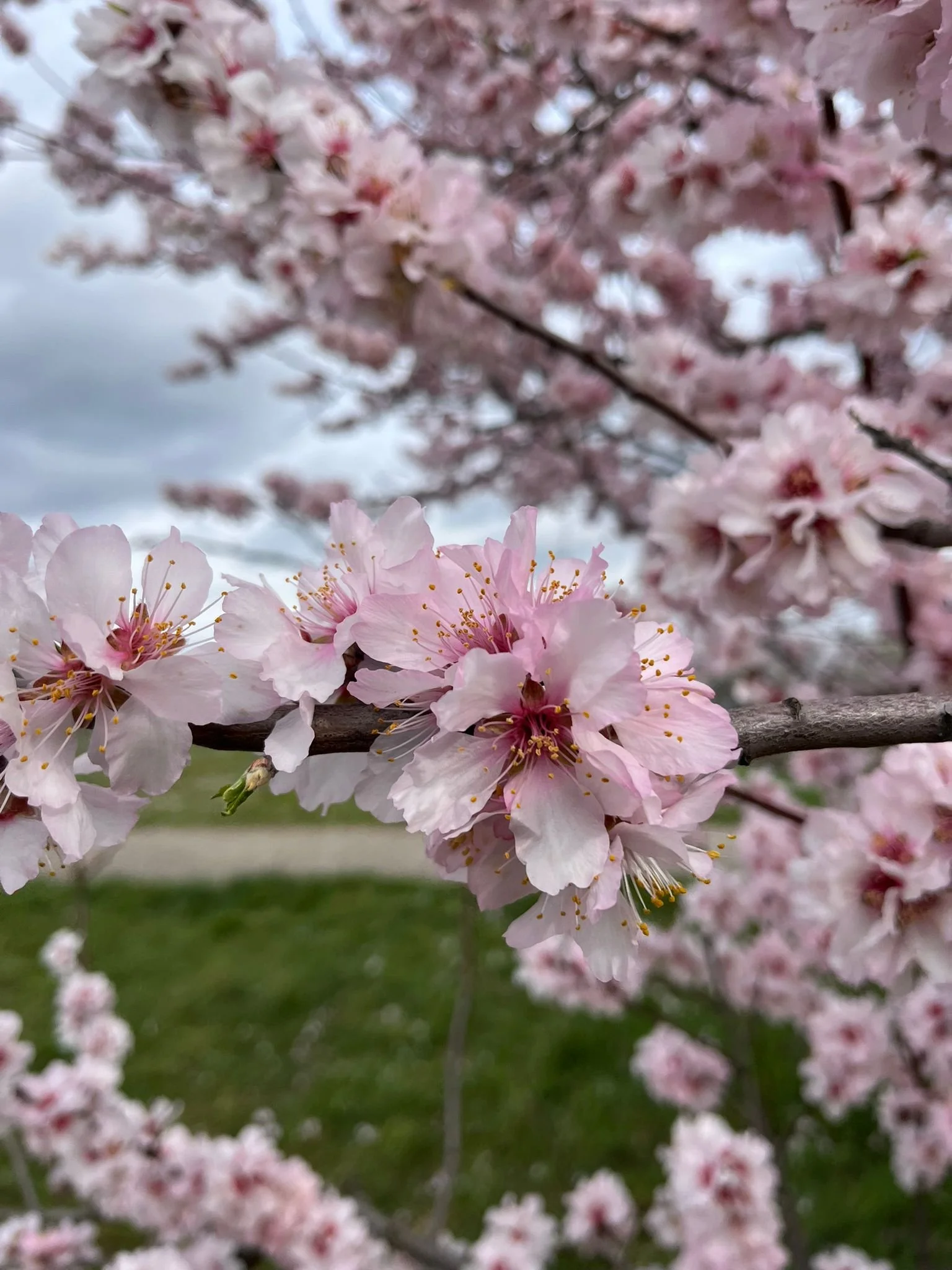 Gimmeldinger Mandelblütenfest // Kunan Mink'a e.V.