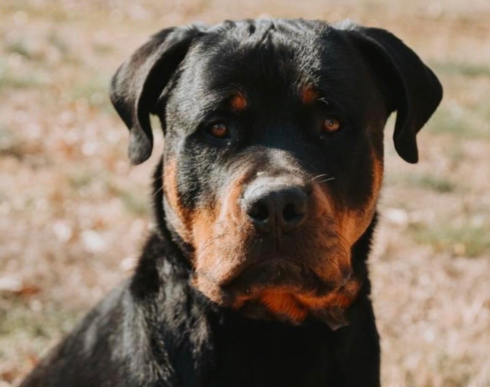 Screenshot 2023-07-10 at 10.50.29 AM.jpg