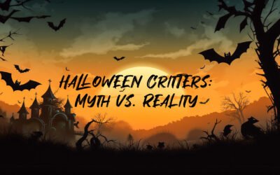 Unmasking Environmental Myths: A Spooky Journey with Agile Waste Solutions