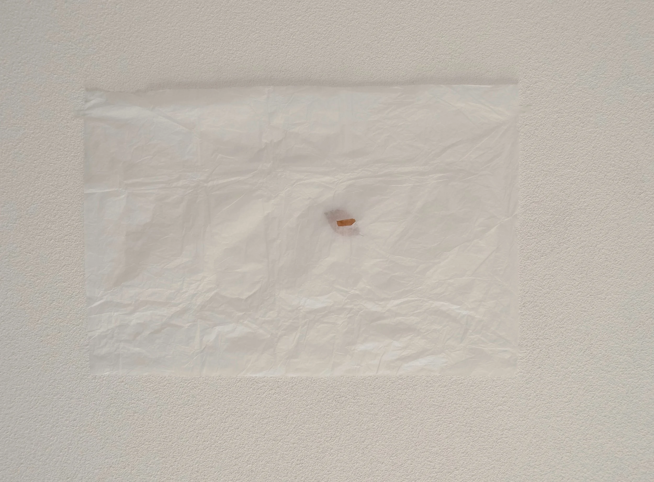 beyond the veil // beech leaf, japanese (washi) paper