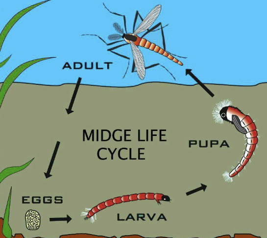 What is a Fly Fishing Midge? — Stocker Trout & Fly Fishing