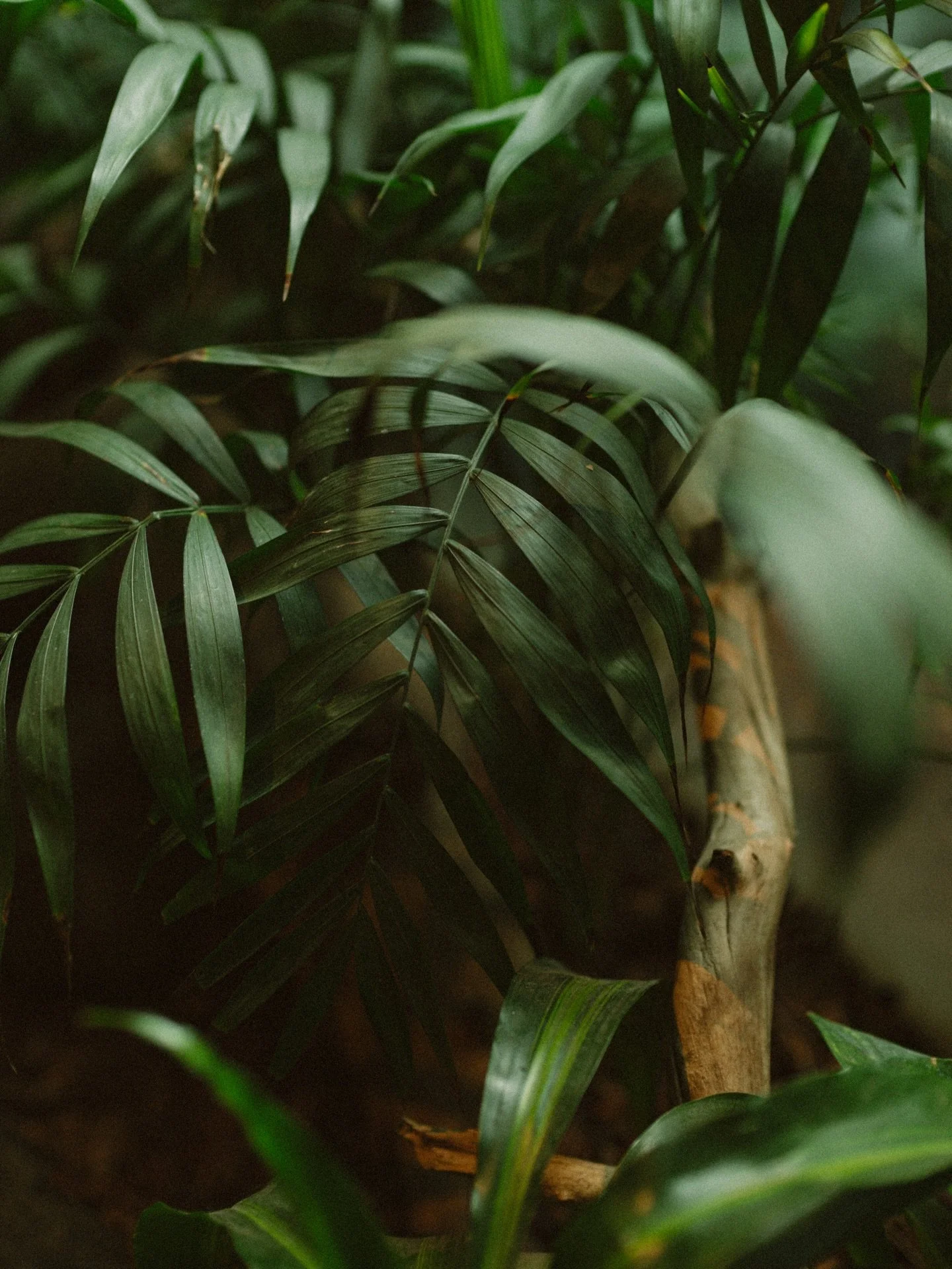 Mixing some greens in with my orange-y feed hues. Keep swiping for an orange bird though. Cock of the rock. Look it up. 

Happy Saturday!