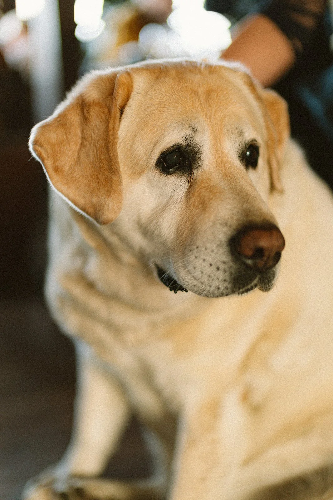 Tokeland Hotel, Spring Farm Dinner, Finnriver Farm and Cidery, Pacific Northwest food events, Washington coast dining, Slow Food Snail of Approval, farm to table Washington, hospitality photography Pacific Northwest, coastal Washington events, Raymon