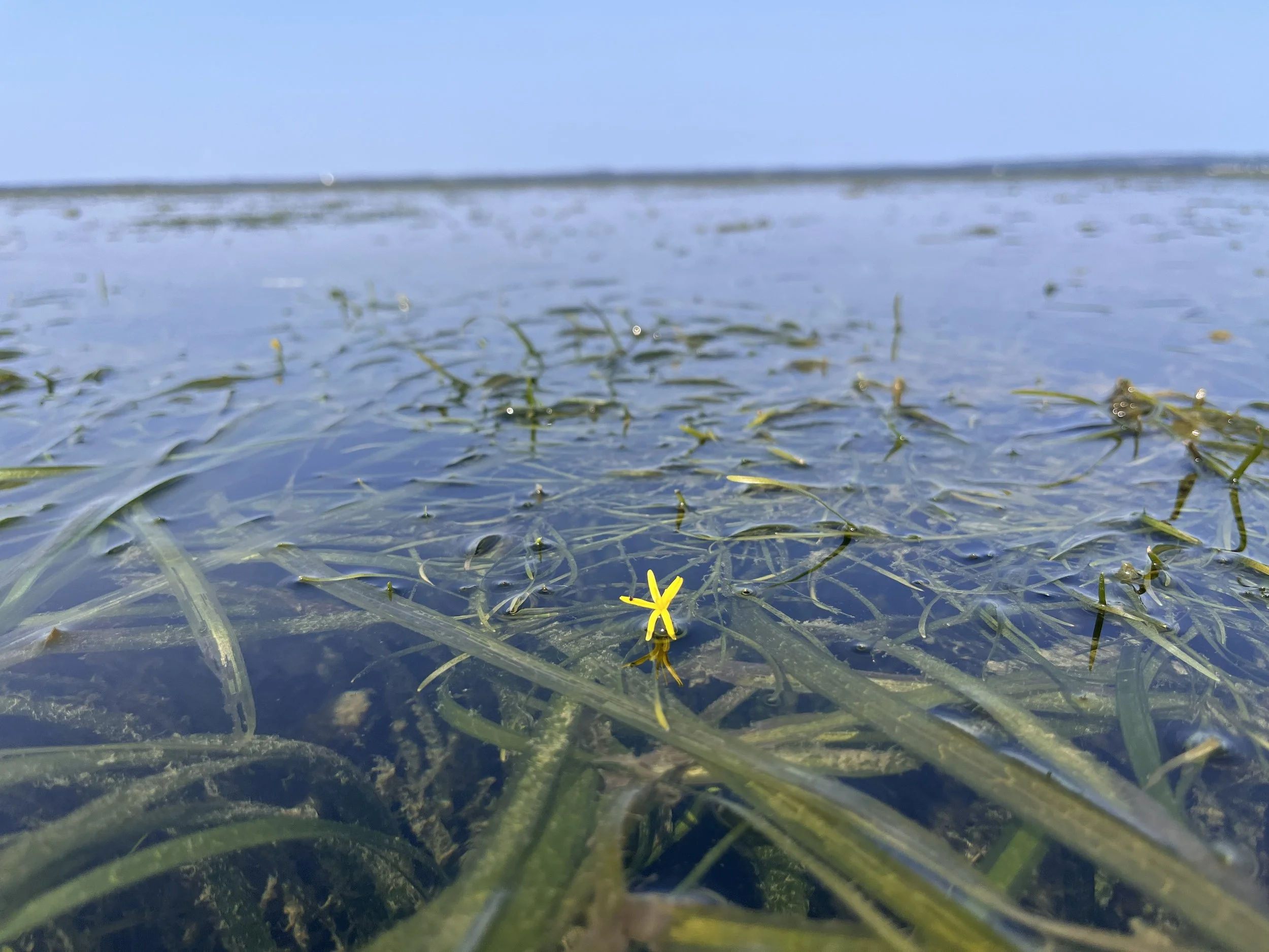 Steering Committee Meeting