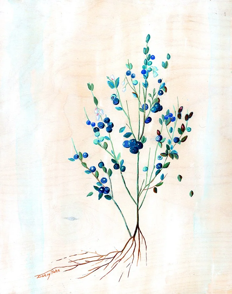 Blueberries_Darcy_McDiarmid copy.jpg