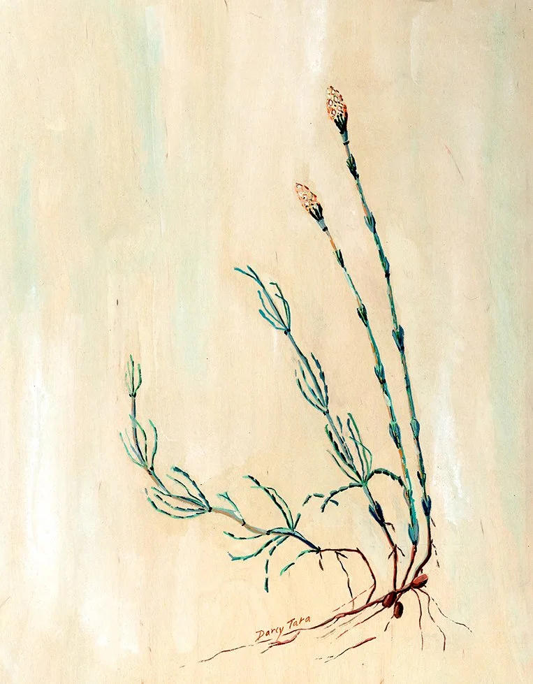 HorseTail_Darcy_McDiarmid copy.jpg