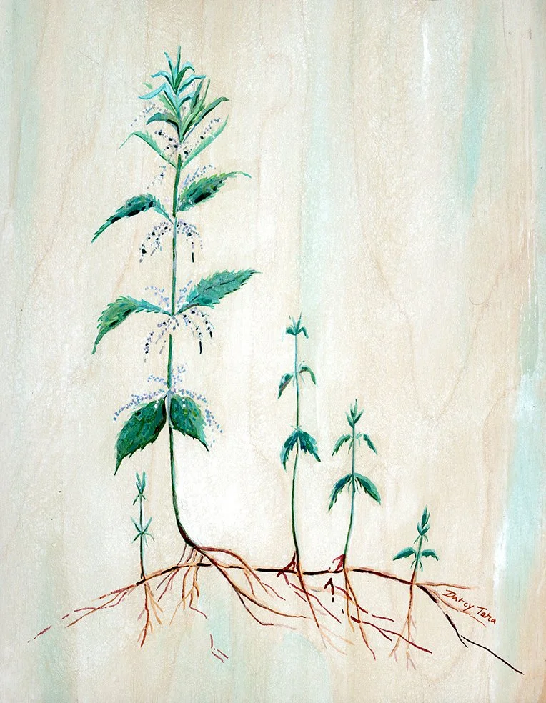 Stinging_Nettle_Darcy_McDiarmid copy.jpg