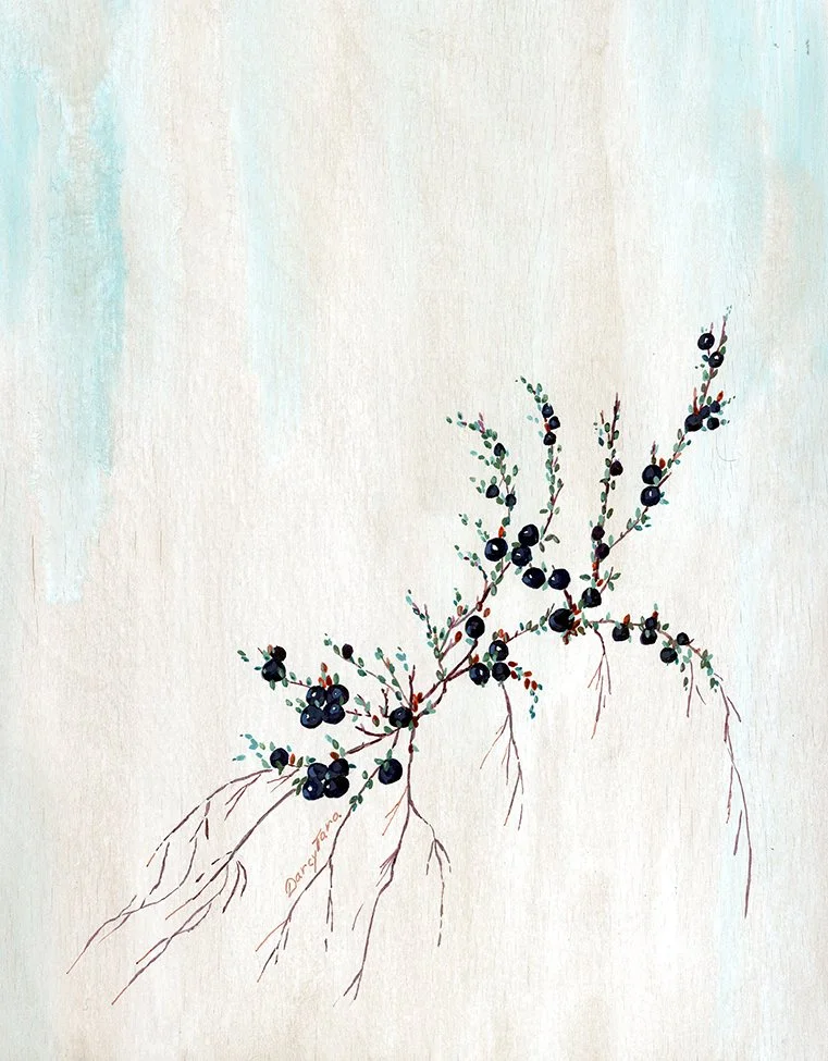 Mossberry_Darcy_McDiarmid copy.jpg