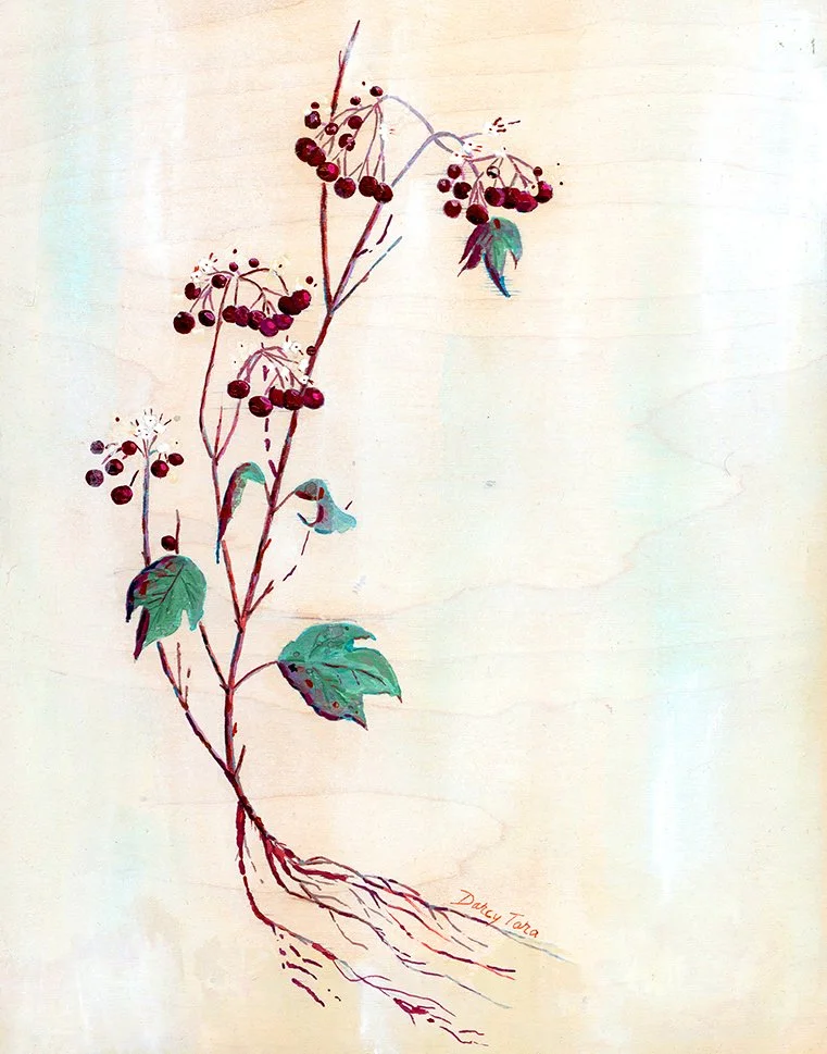 High_Bush_Cranberry_Darcy_McDiarmid.jpg