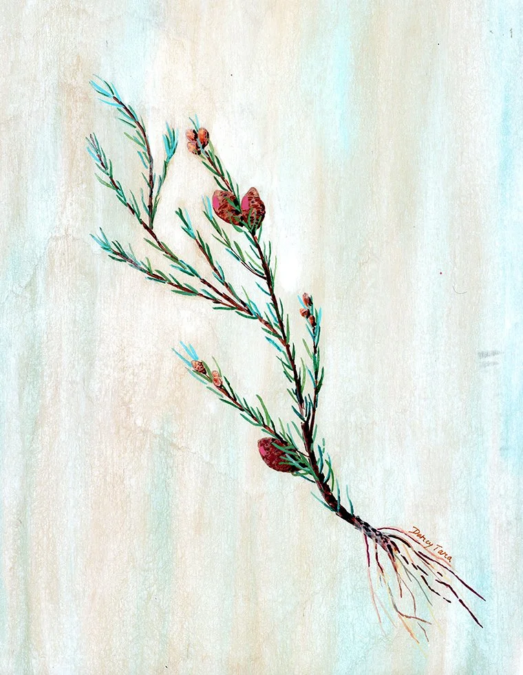 Spruce_Darcy_McDiarmid copy.jpg