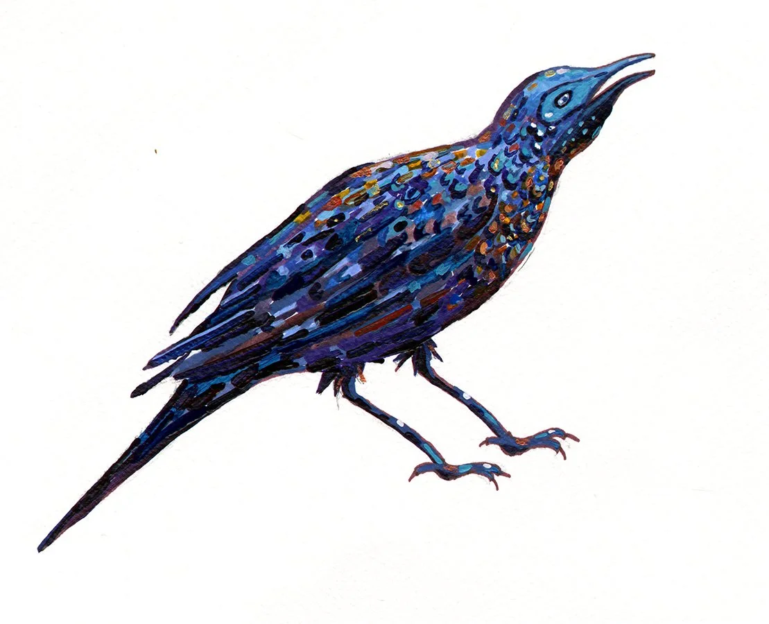 McDiarmid_RustyBlackbird2.jpg