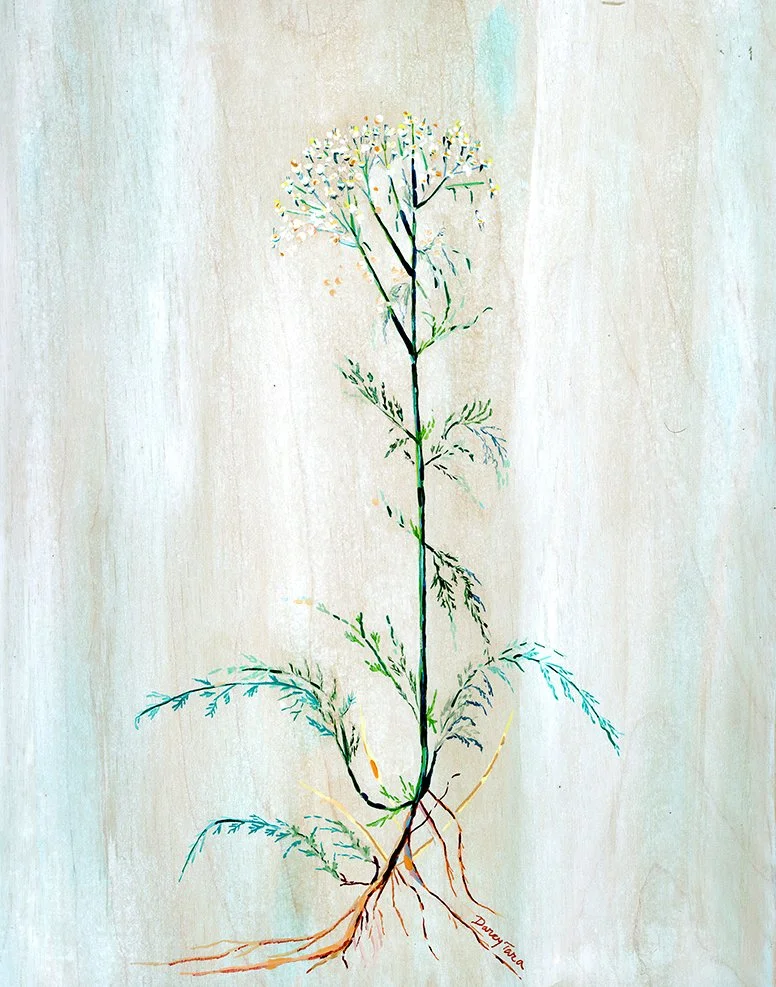 Yarrow_Darcy_McDiarmid copy.jpg