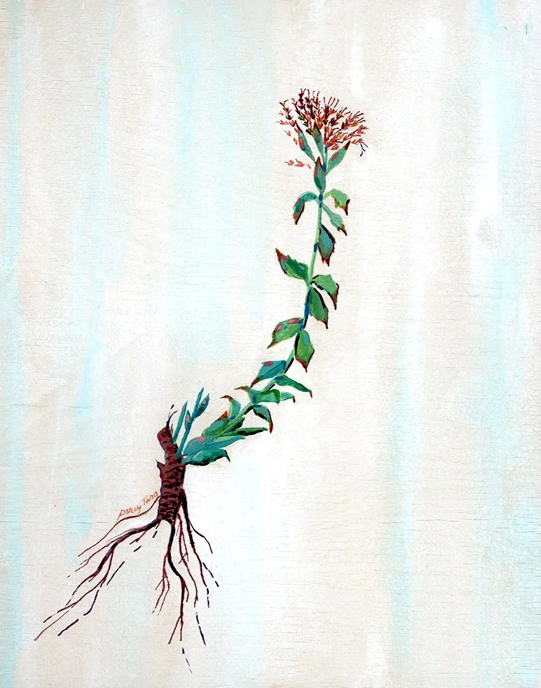 Rhodiola_Rosea_Darcy_McDiarmid copy.jpg