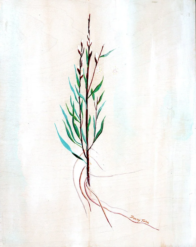 Willow_Darcy_McDiarmid copy.jpg