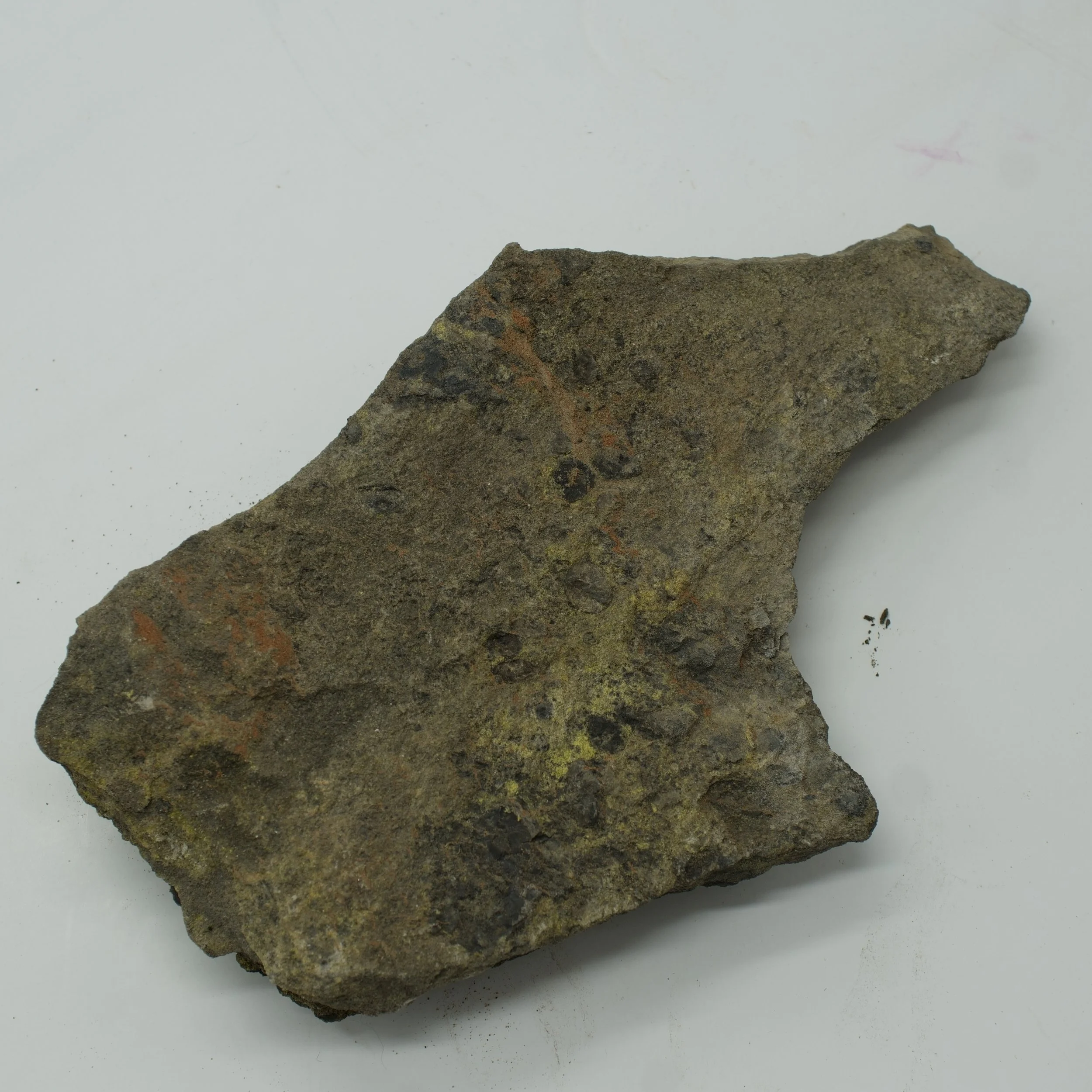 Large Utah uranium ore slab with yellow-green carnotite mineralization measuring 7.5 inches and emitting 25,000 CPM