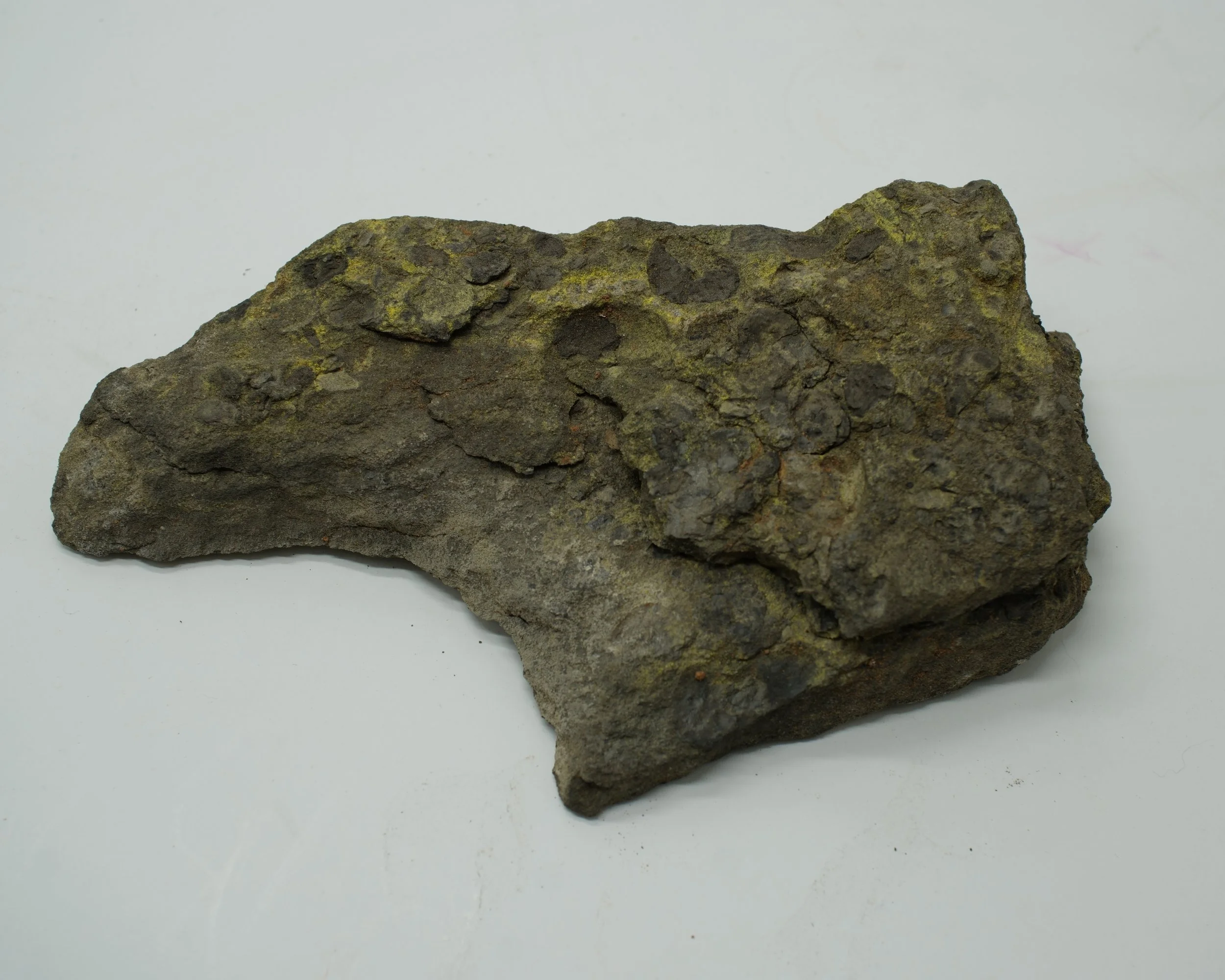 Large Utah uranium ore slab with yellow-green carnotite mineralization measuring 7.5 inches and emitting 25,000 CPM