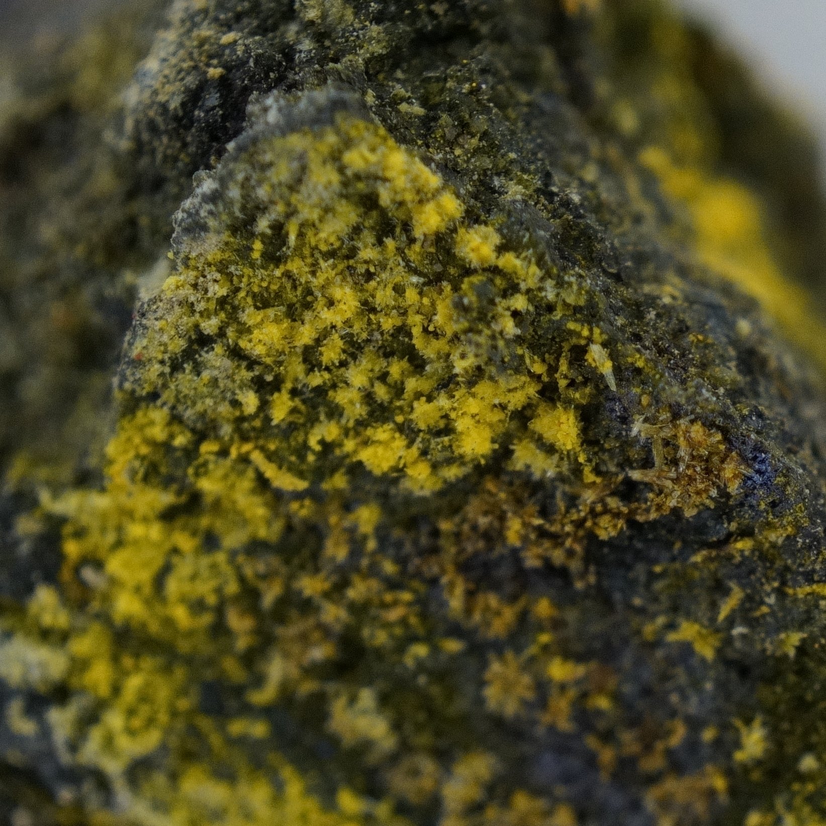 Small Gateway Colorado uranium-vanadium ore specimen with yellow tyuyamunite carnotite crystals and 50,000 CPM activity.