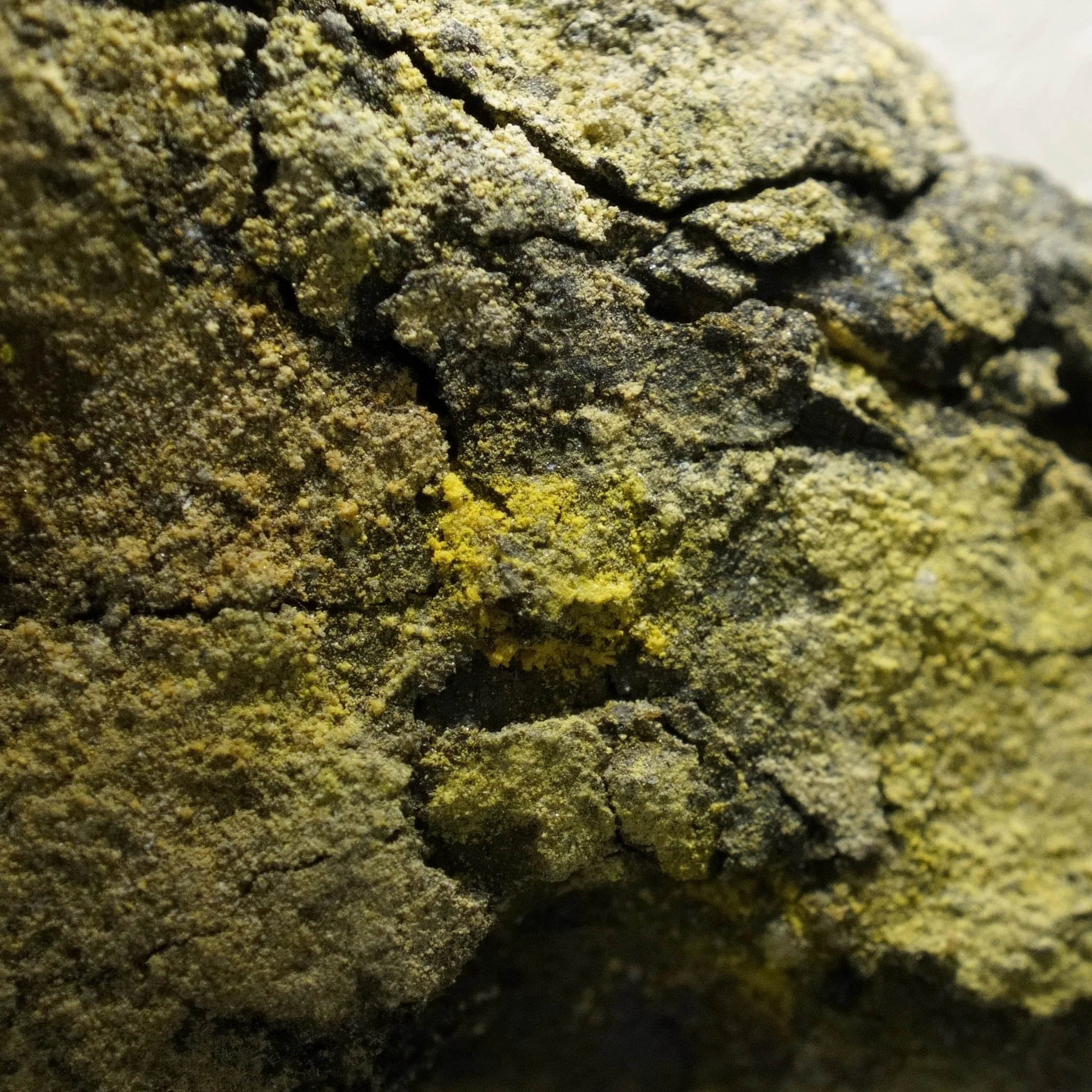 Gateway Colorado uranium-vanadium sandstone ore specimen with yellow carnotite tyuyamunite mineralization measuring 70,000 CPM and 3.5 mR/hr.