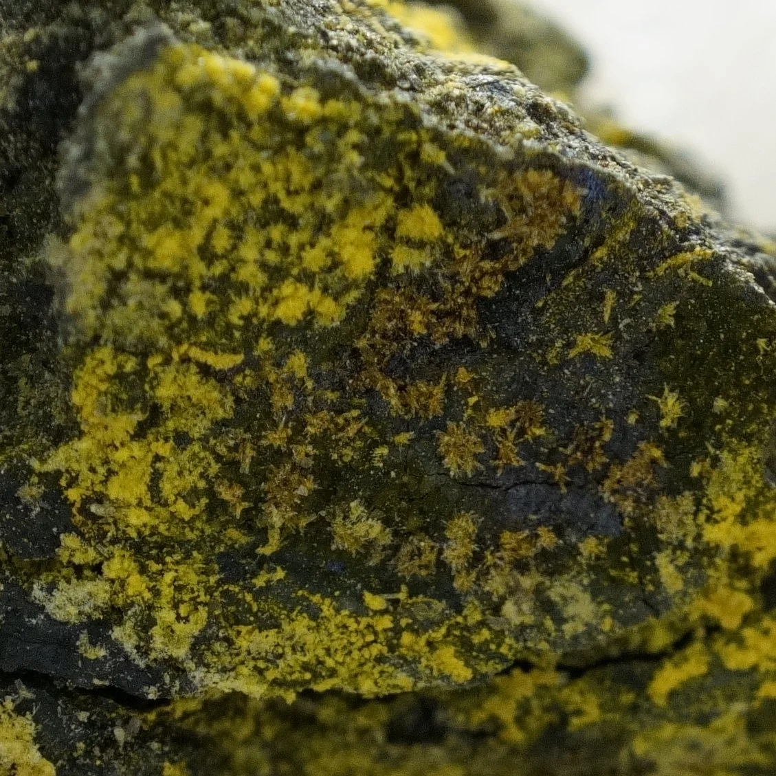 Small Gateway Colorado uranium-vanadium ore specimen with yellow tyuyamunite carnotite crystals and 50,000 CPM activity.