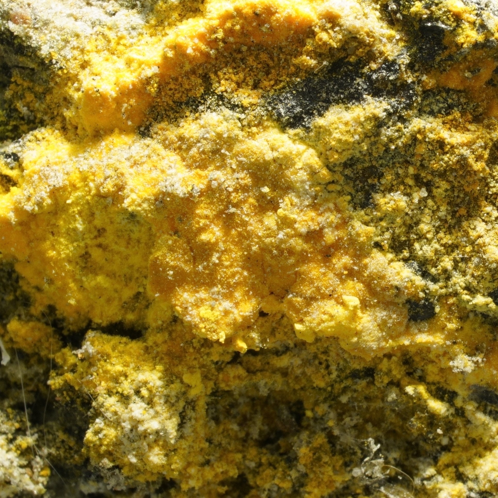 High-grade carnotite uranium specimen with bright yellow mineralization on matrix, strong radioactive output compact sample
