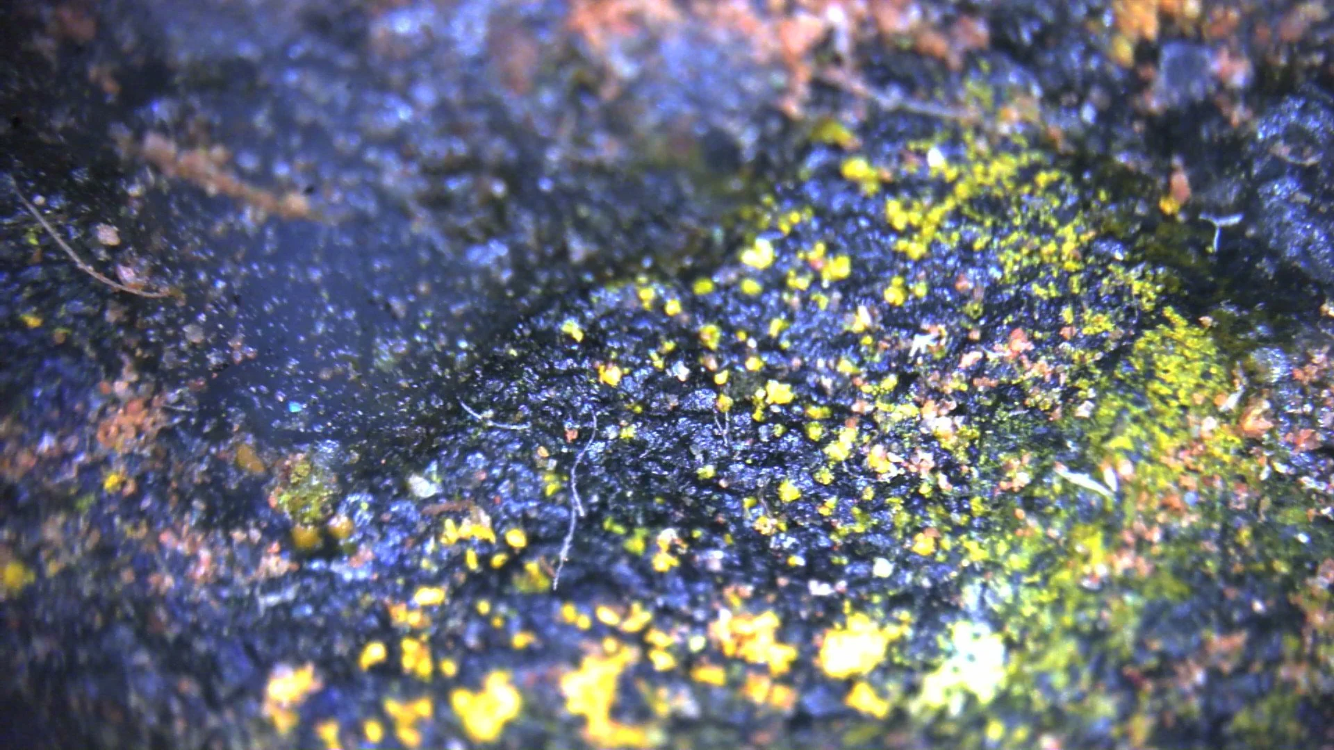 Microcrystalline uranium mineralization in high-grade uranium ore showing yellow uranium minerals in black uranium-rich matrix