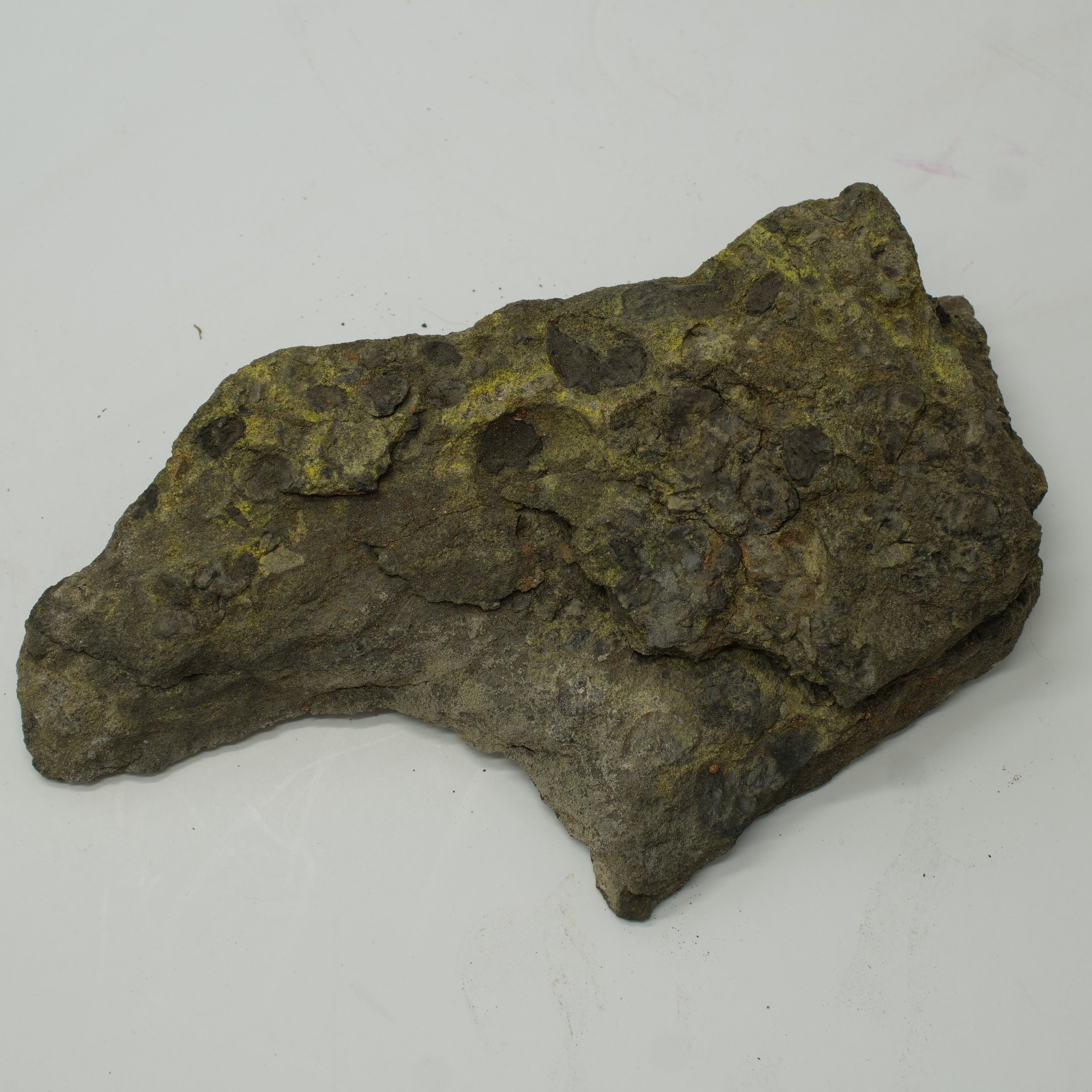 Large Utah uranium ore slab with yellow-green carnotite mineralization measuring 7.5 inches and emitting 25,000 CPM