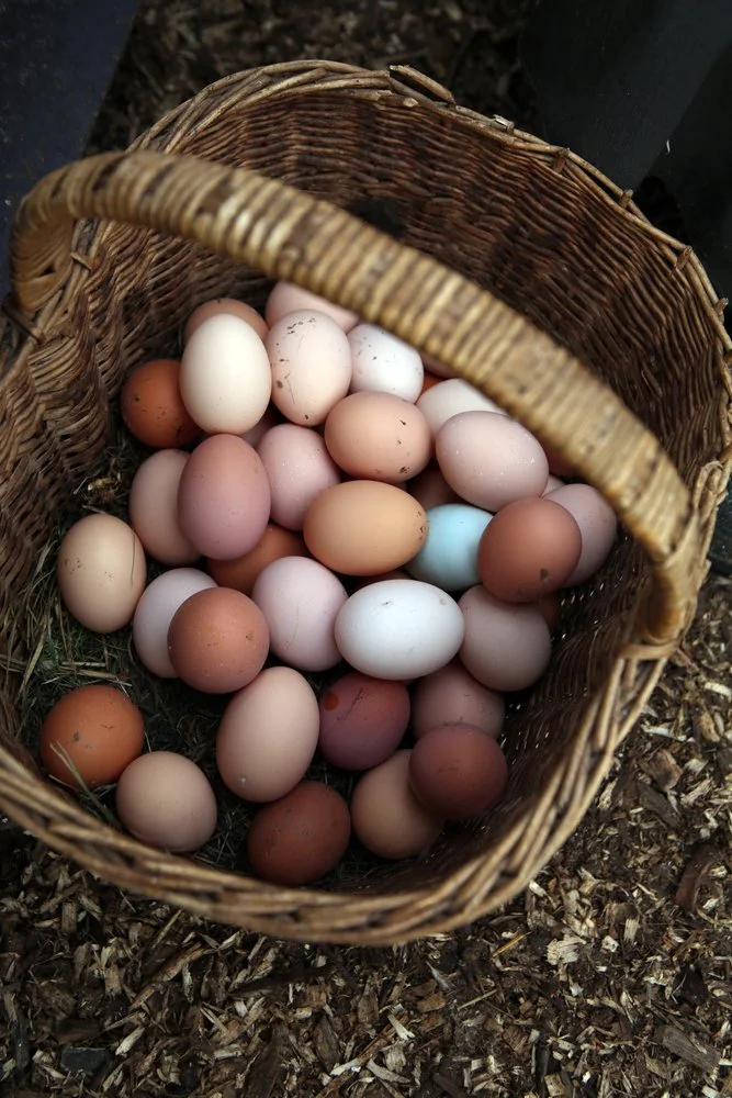 Pasture Raised Eggs