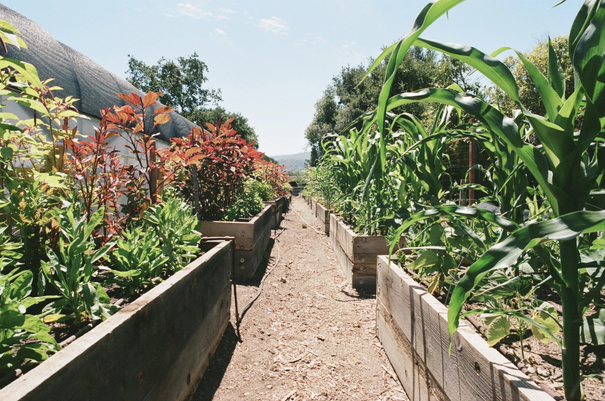 Person watering plants in a vegetable garden with greenhouses and trees in the background on a sunny day.