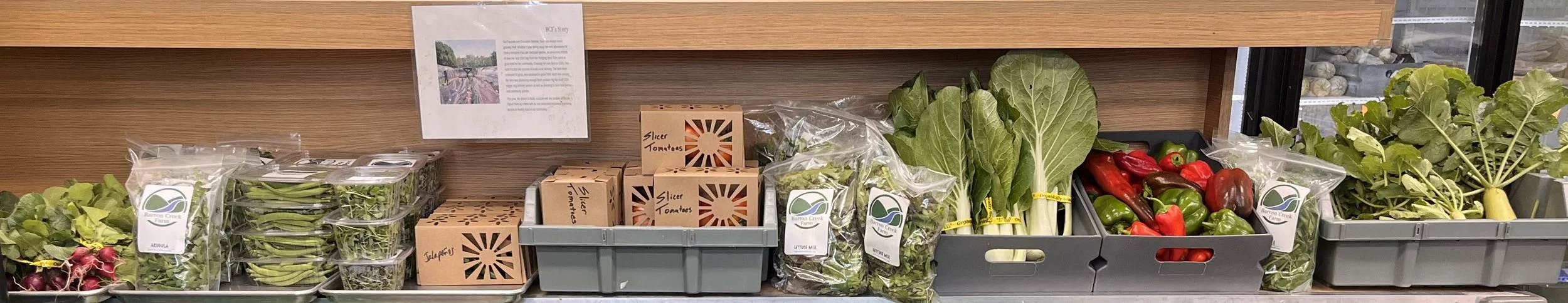Close-up of tall green corn plants under a clear blue sky with a few wispy clouds.