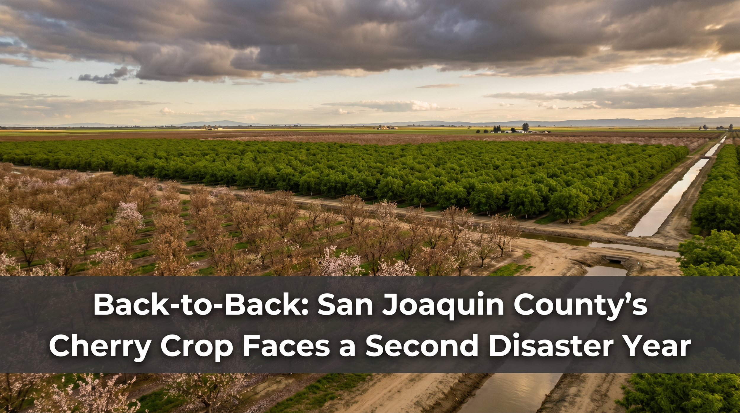 Back-to-Back: San Joaquin County's Cherry Crop Faces a Second Disaster Year