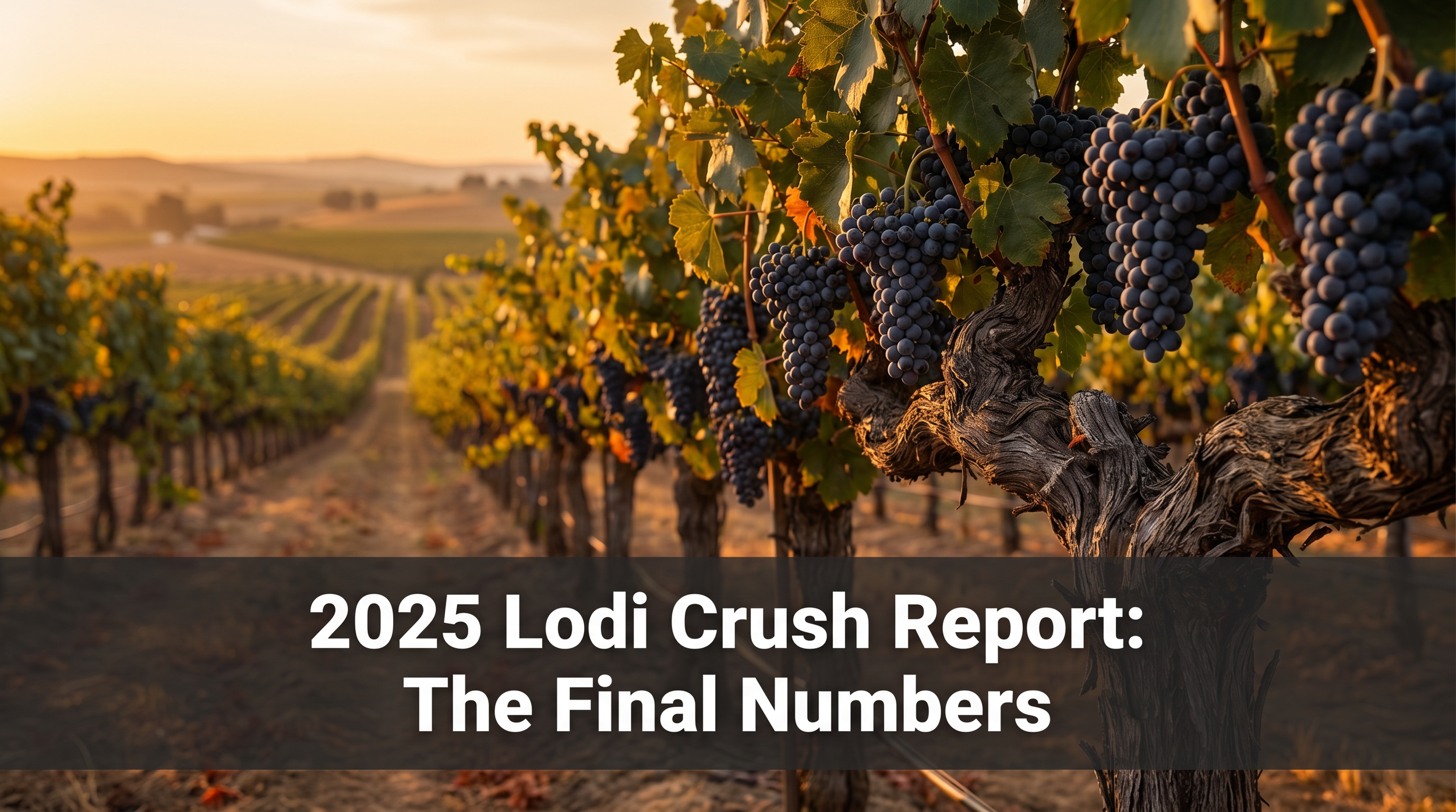 2025 Lodi Crush Report: The Final Numbers