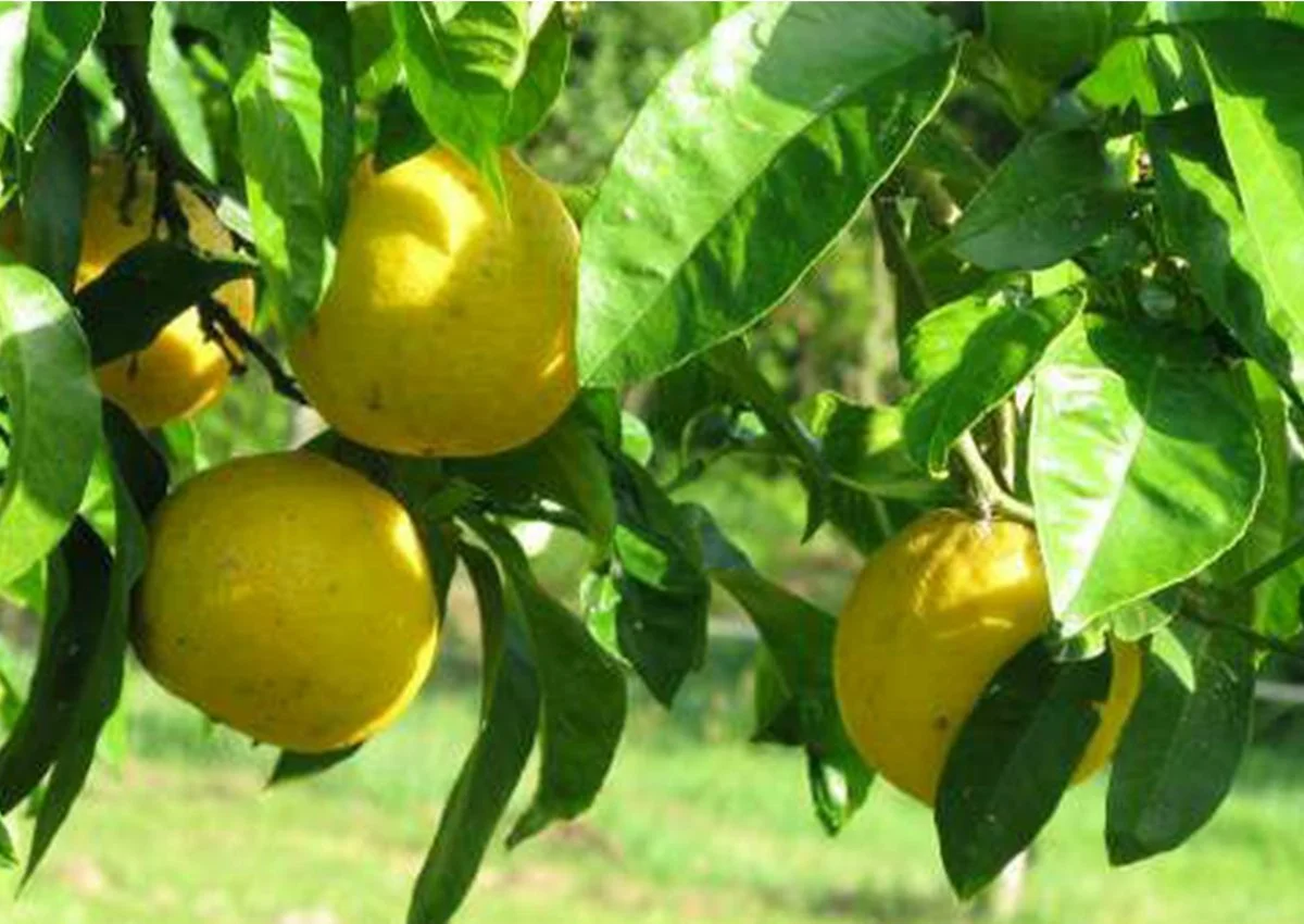 Calabria cultivates and globally distributes over 90% of this mysterious citrus fruit. 