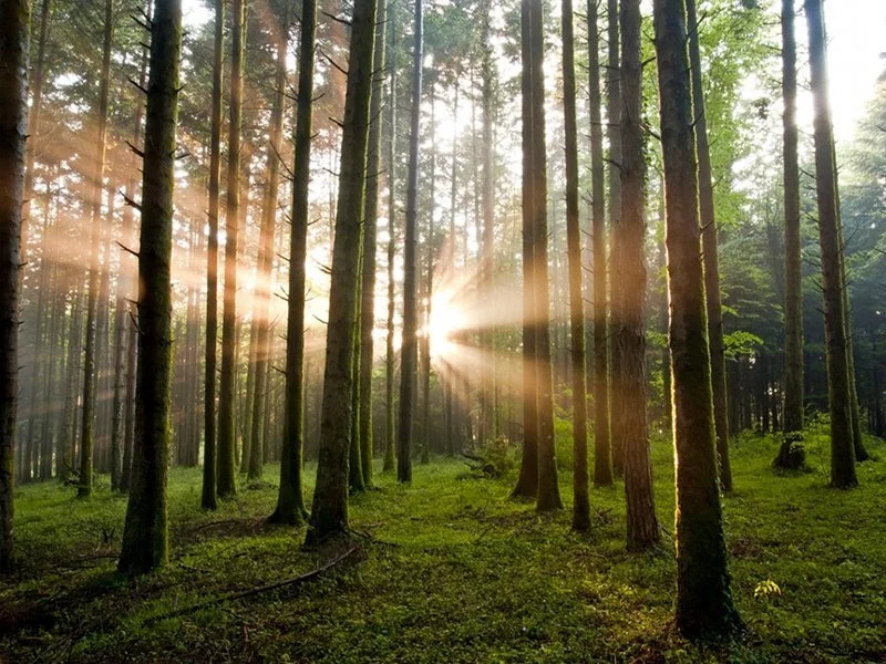 Calabria is the only Italian region that has four national parks.