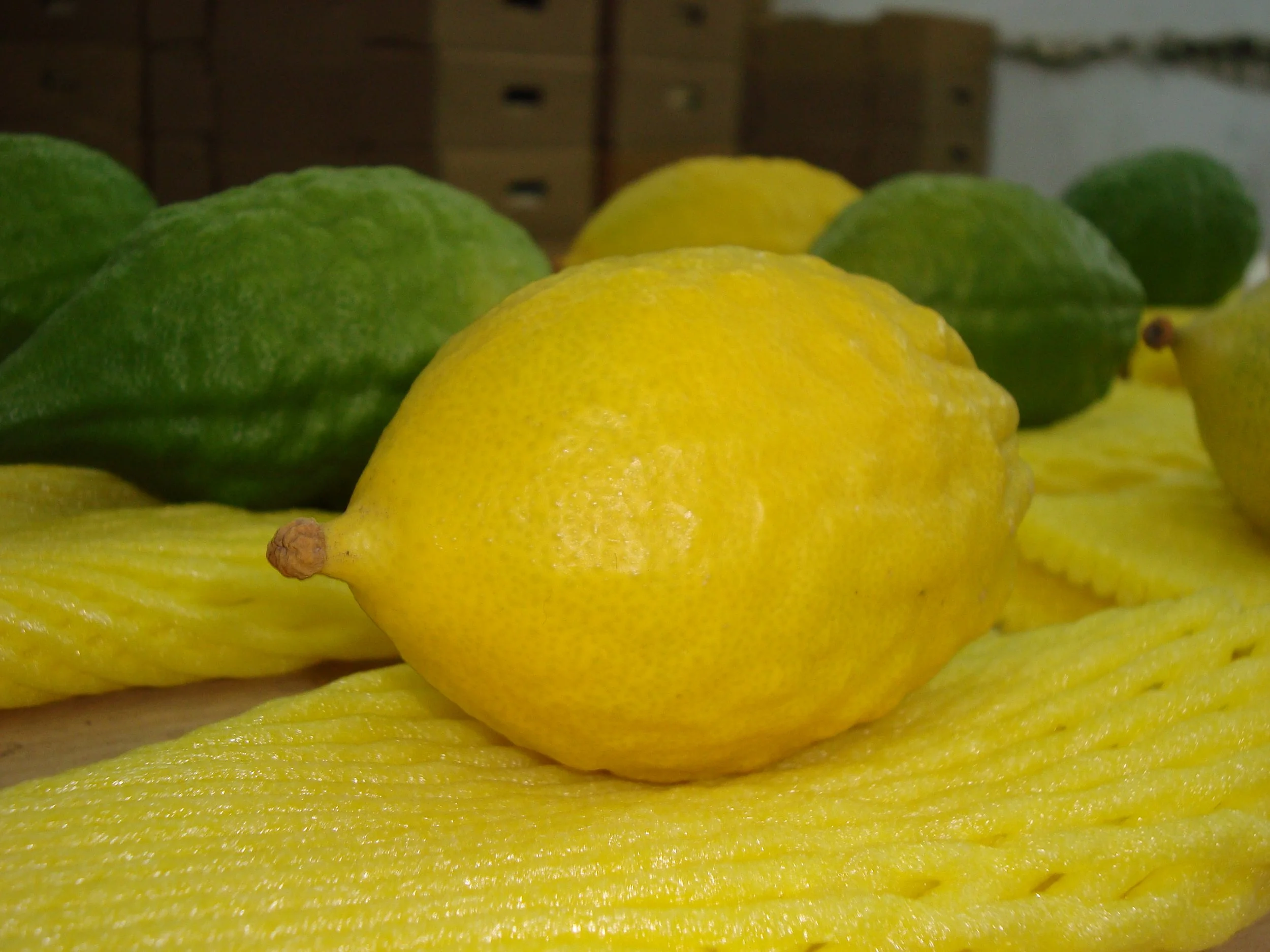 Another mysterious citrus fruit grows only in Calabria.