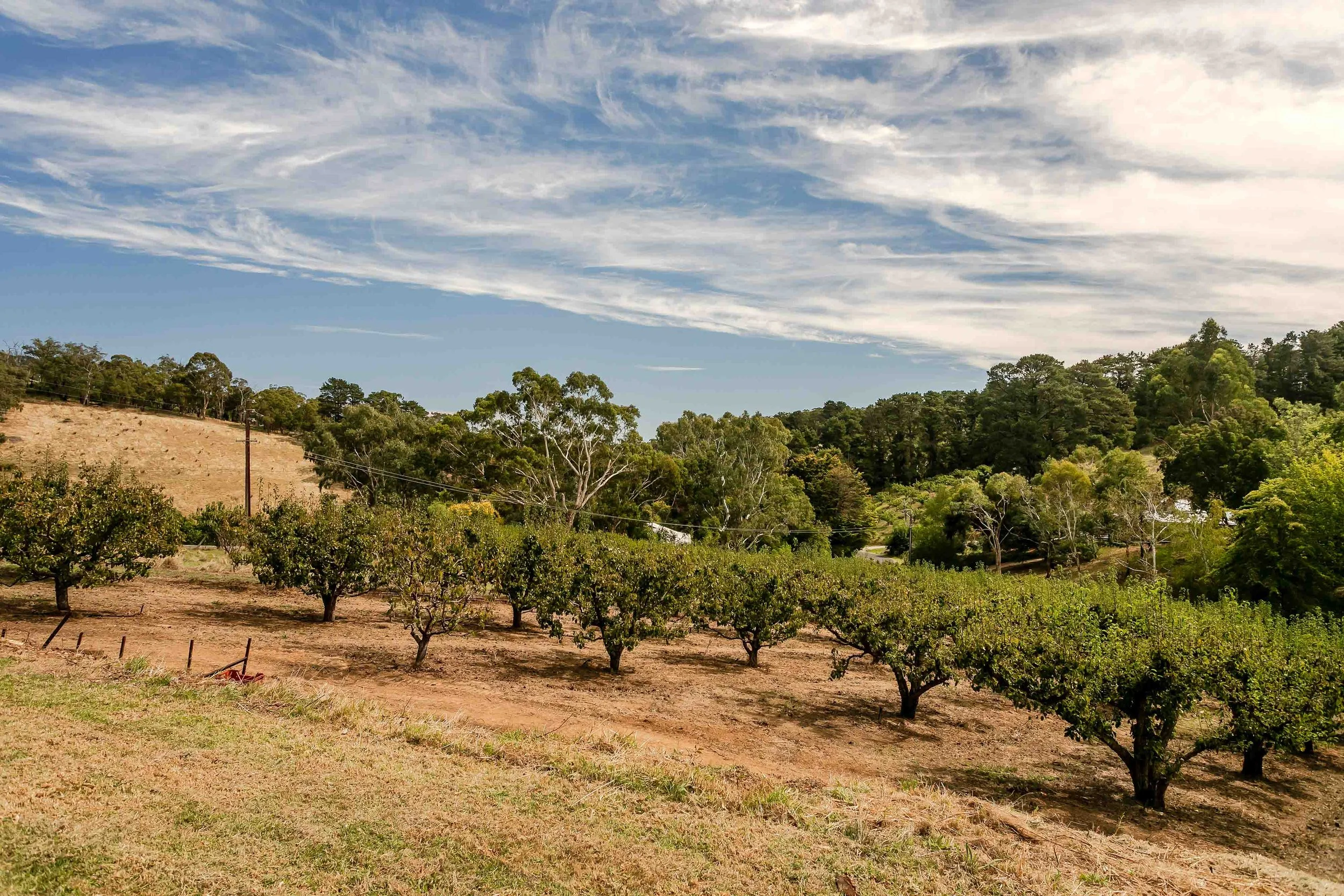 TRE-Norton Summit-20 Valley View-155-Lo Res.jpg
