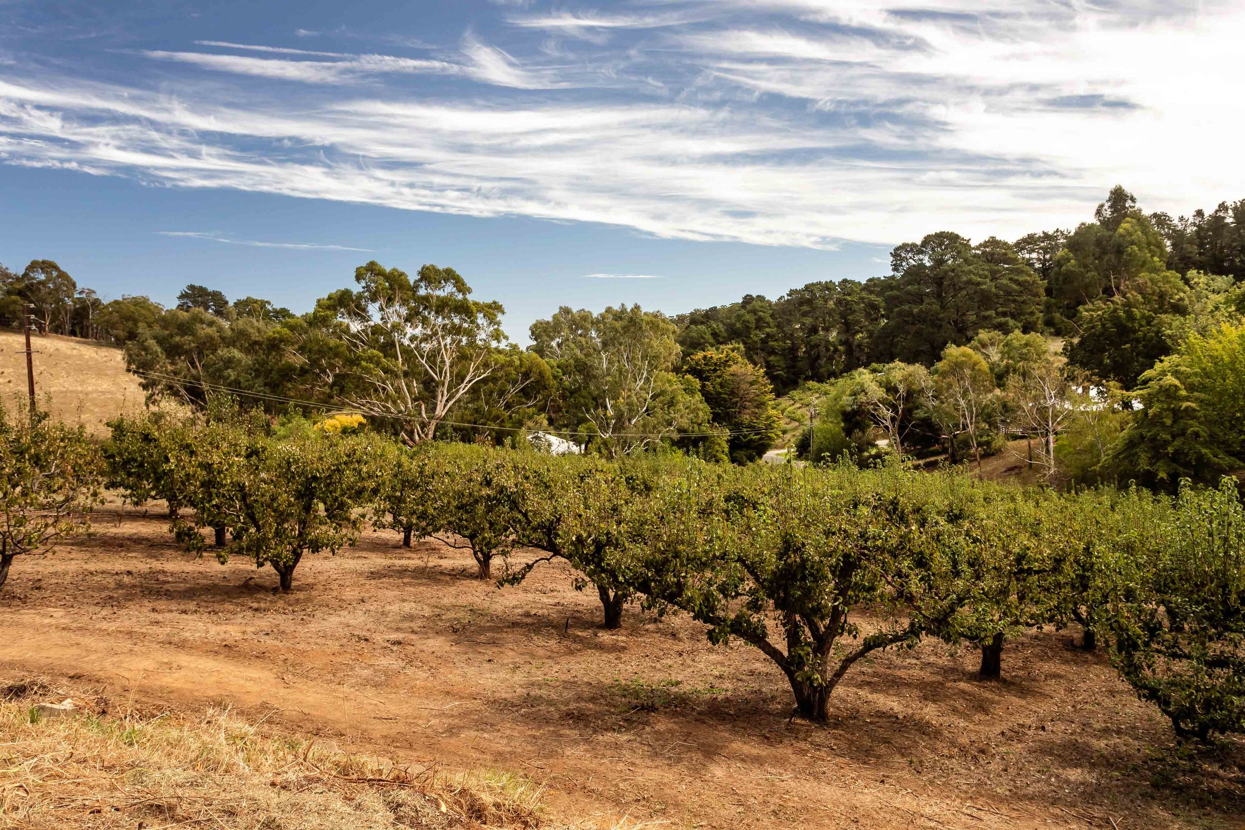 TRE-Norton Summit-20 Valley View-72-Lo Res.jpg