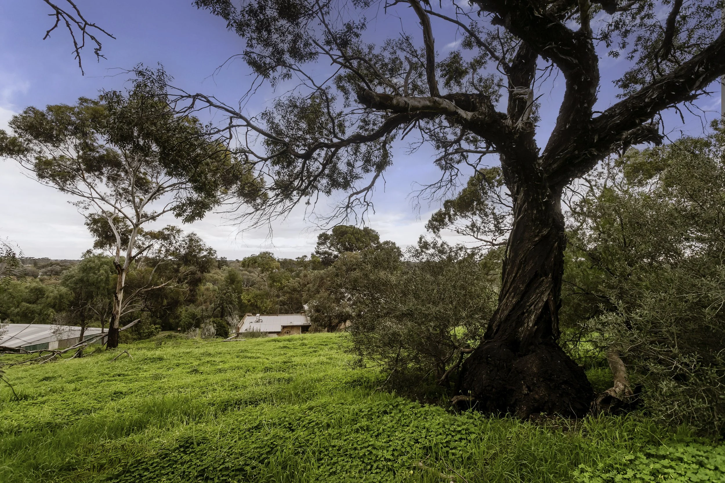 TRE-Gawler East-10 Coombe-161.jpg
