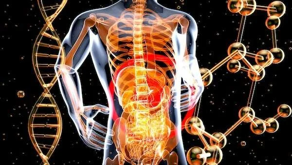 anatomy image of human body showing bones and a separate image of a DNA spiral