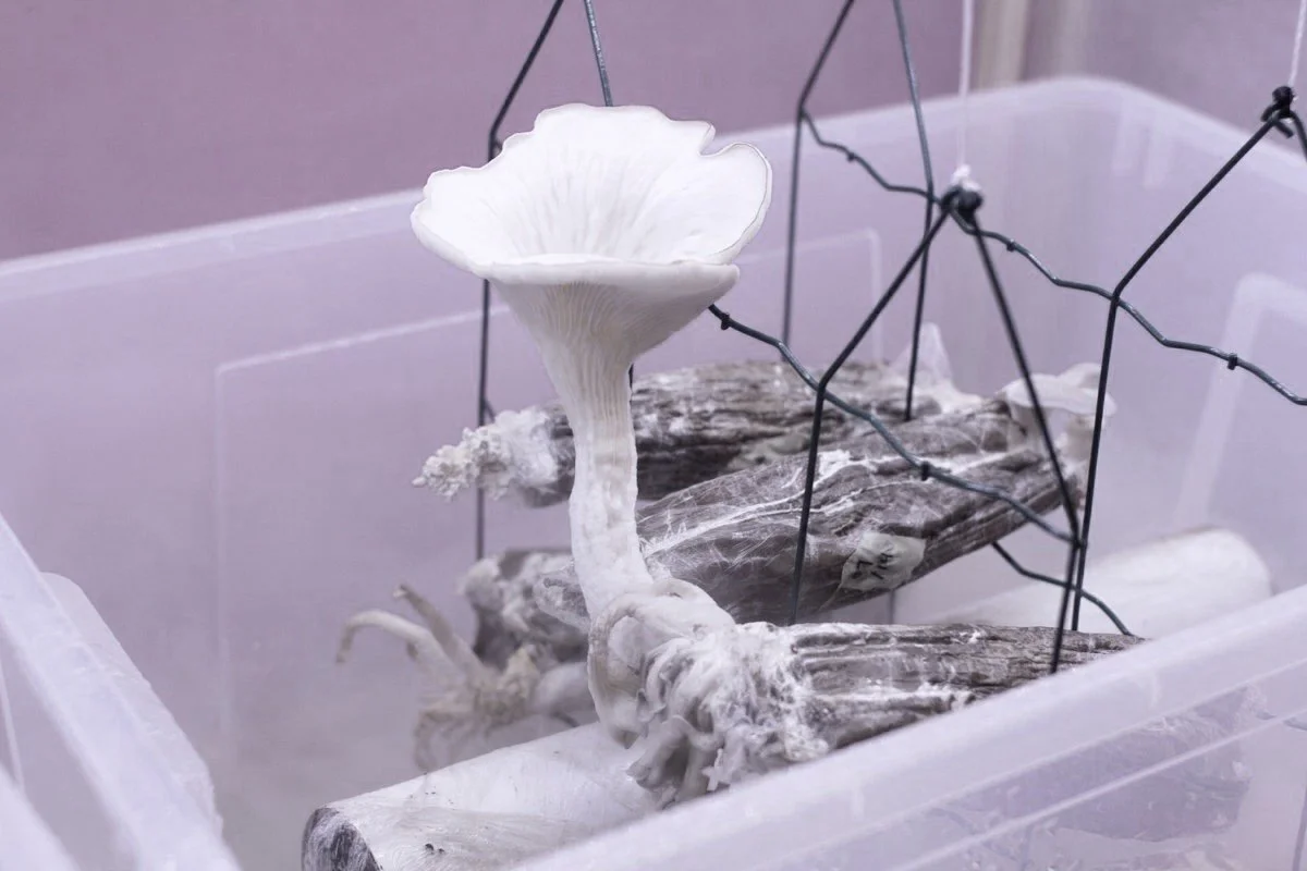 NU%2BDesign%2BSpaces_Superflux1.jpg