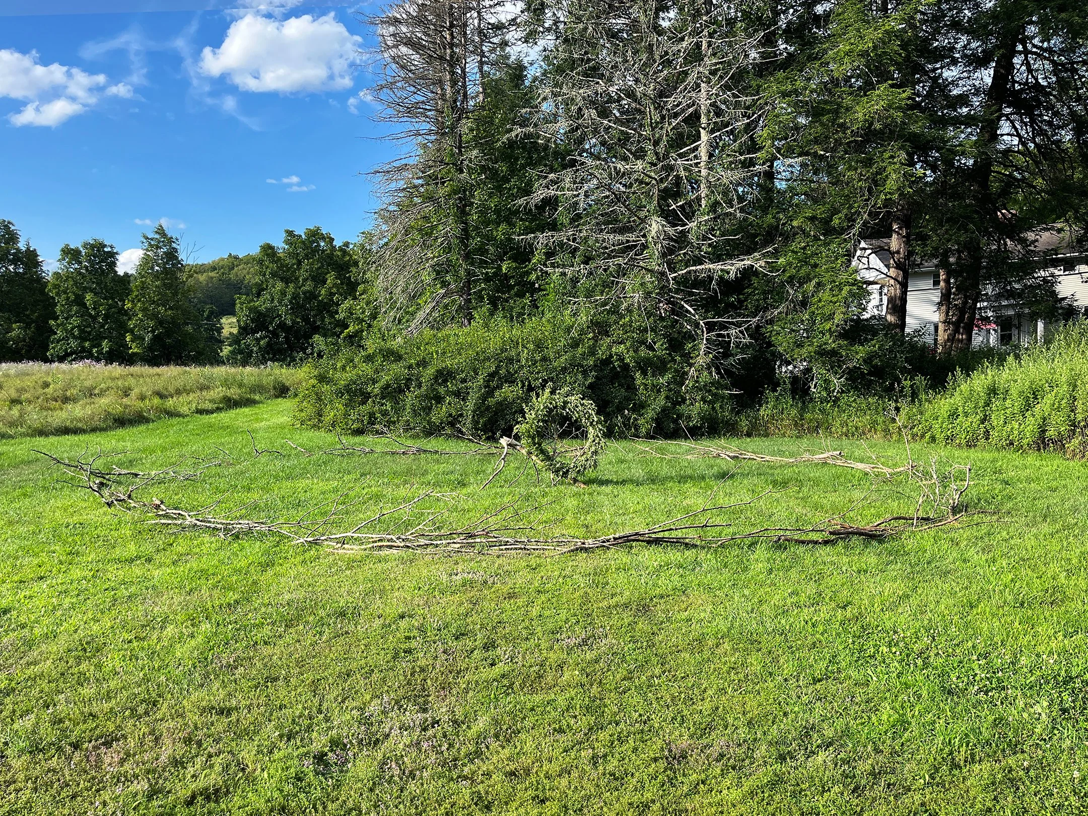 Passage
mugwort, bailing wire, fallen Norway spruce branches placed in the circumference of 100 of my footsteps, one foot step for every year of my grandmother’s life
2024, 36” x 33’ x 33’