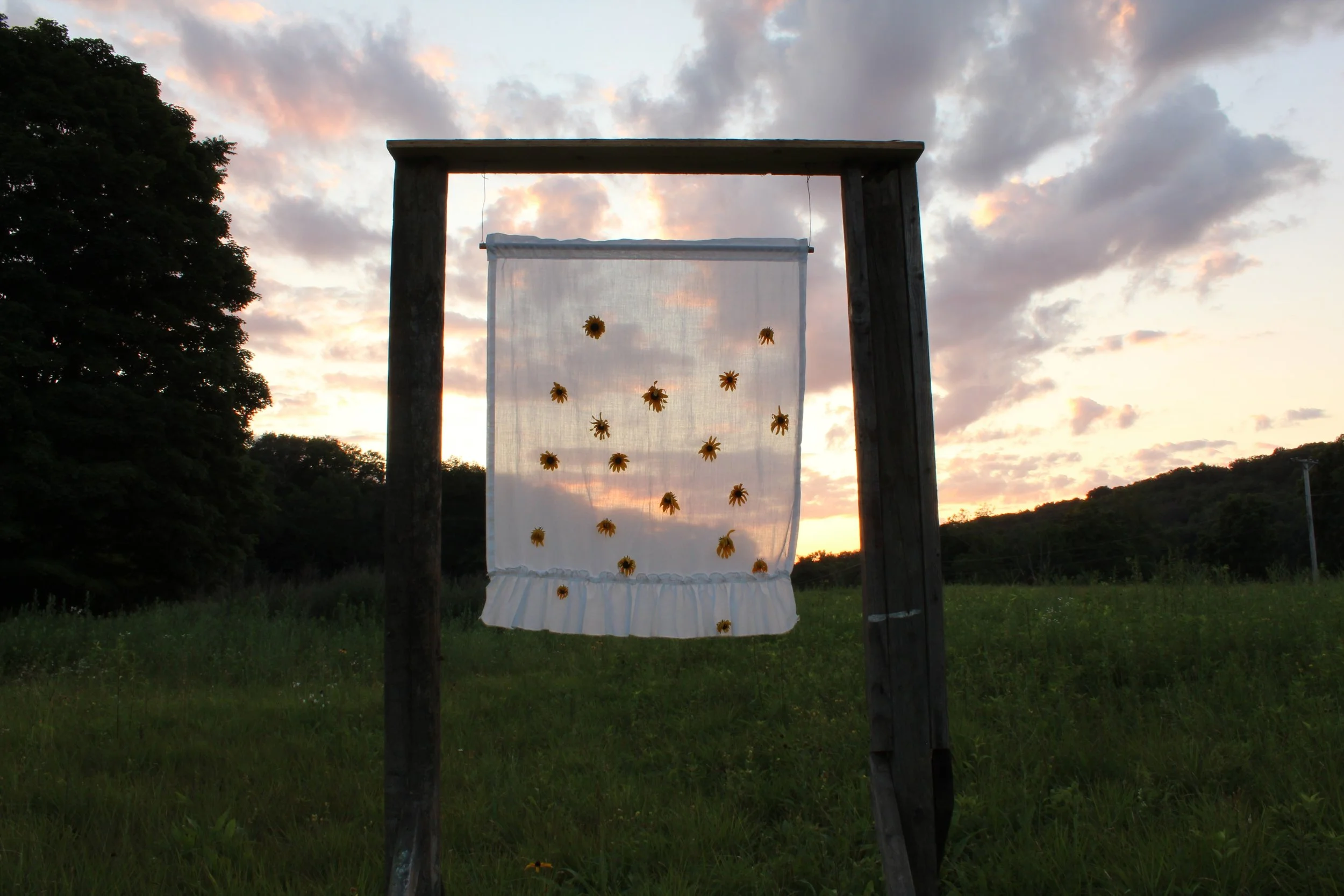 On My Own
salvaged clothing line posts, pine, bailing wire, my mother’s curtain, 19 black eyed Susans
2024, 81” x 42” x 26”
